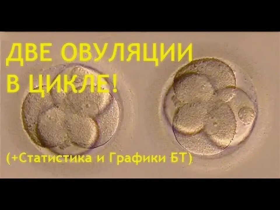 Может ли в месяц быть две овуляции. Может ли в месяц быть две овуляции