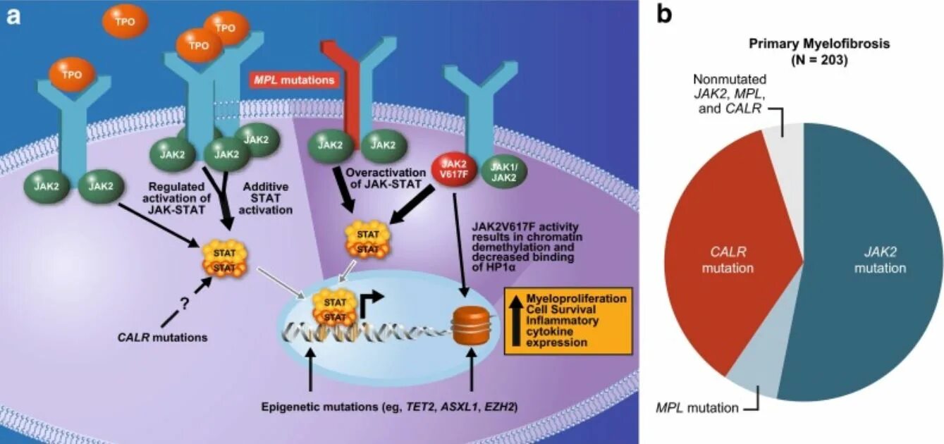 Global mutation. Мутация jak2 v617f что это. Мутация Гена jak2. Мутация Гена jak2 617f. V617f в гене jak2.