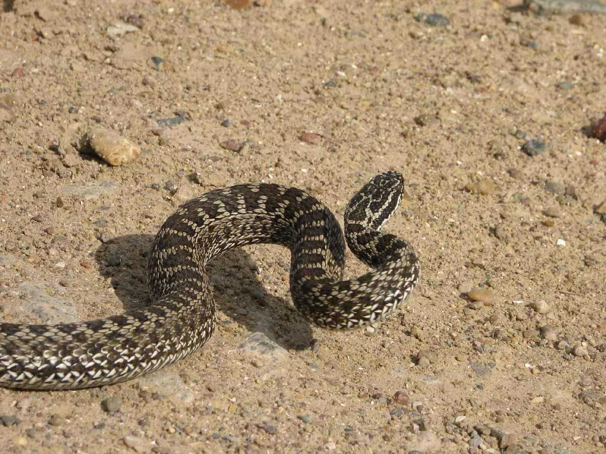 Восточная Степная гадюка. Степная гадюка (Vipera Renardi). Желтобрюхий полоз (Dolichophis caspius). Восточная Степная гадюка Vipera Renardi (Christoph, 1861).