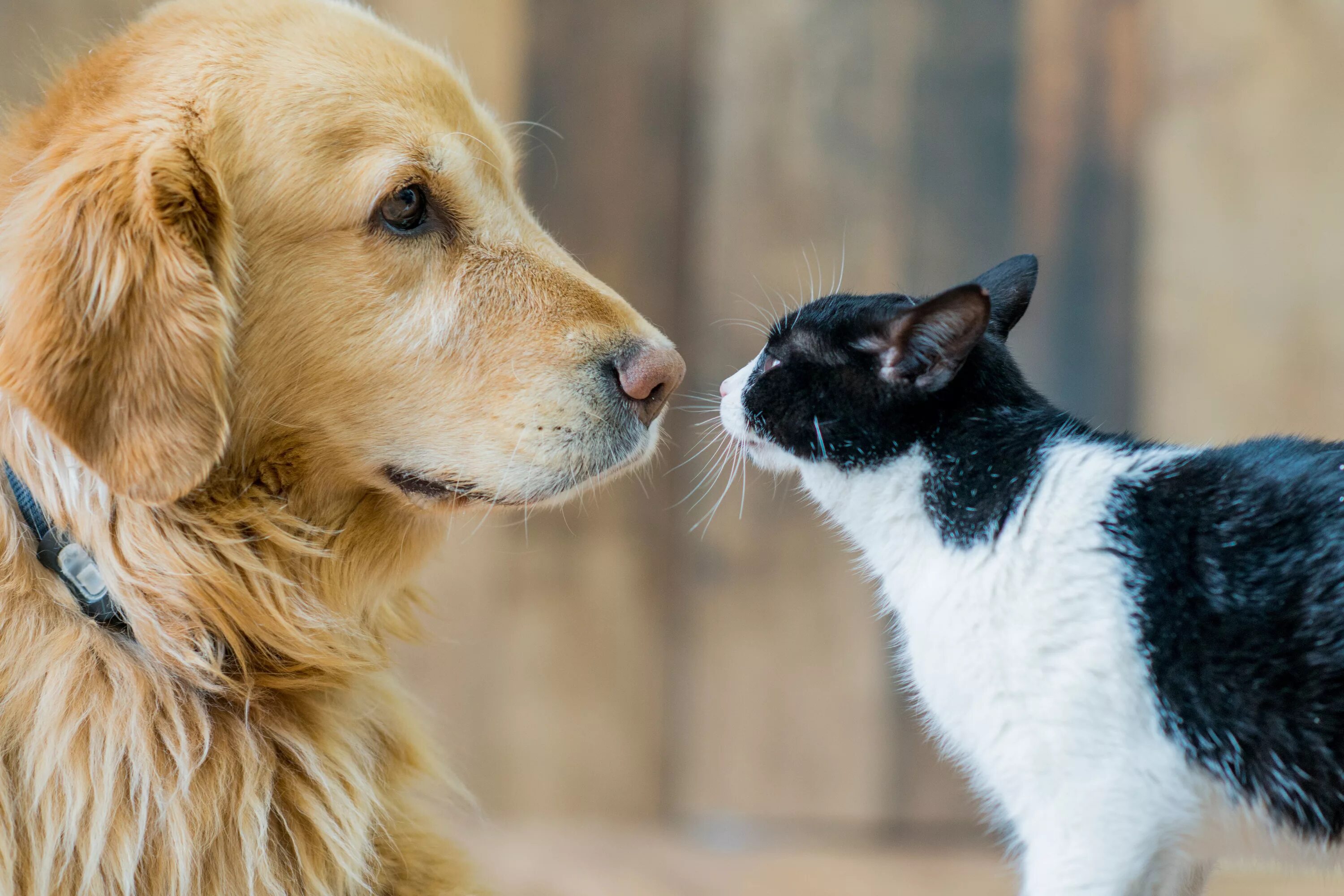 Cat dog 18. Кошки и собаки. Черная кошка и золотистый ретривер. Ретривер и кошка. Золотистый ретривер и чёрно белая кошка.