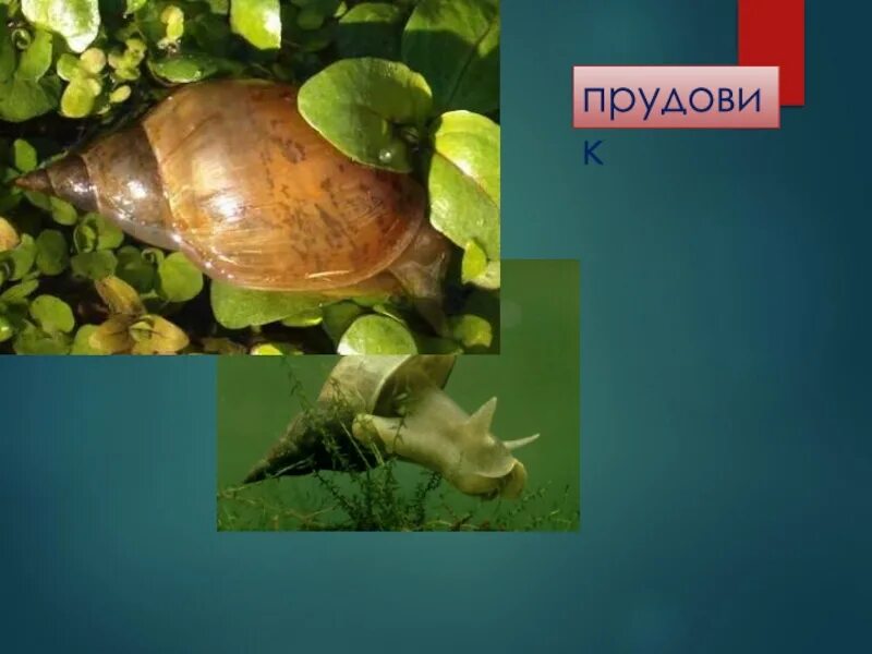 Малый прудовик классификация. Малый прудовик промежуточный хозяин. Брюхоногие моллюски прудовик обыкновенный. Малый прудовик - lymnaea (galba) truncatula. Улитка прудовик большой.