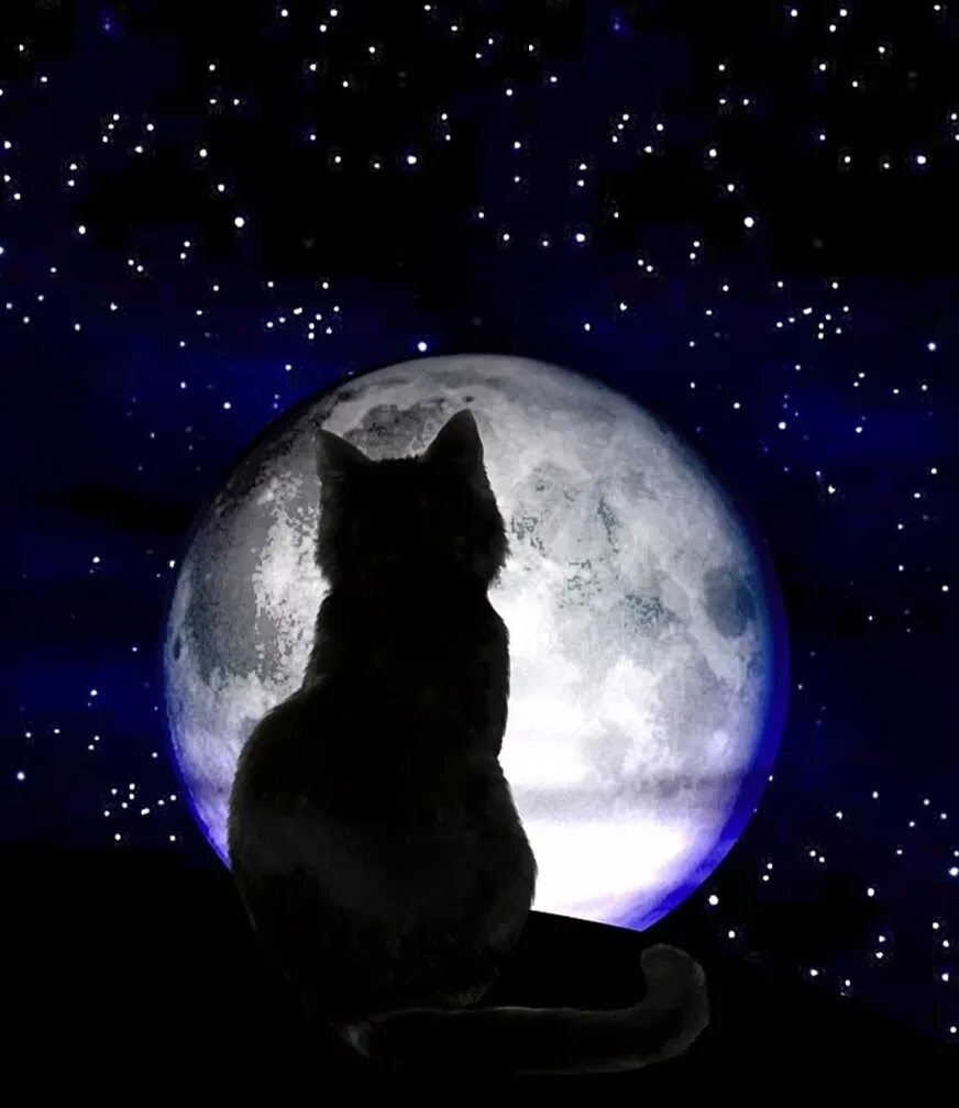 Кот на Луне. Кошка Луна. "Лунный кот". Кот ночью. Песня кошка ночь