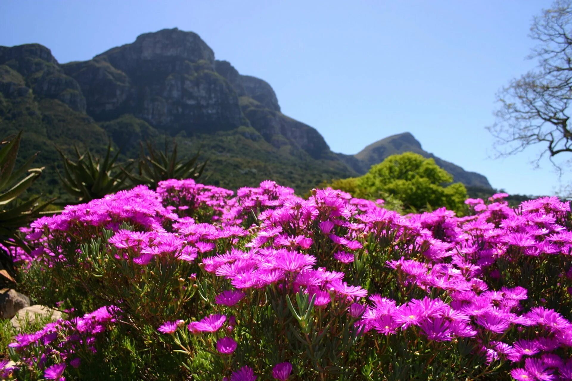 Кактусовые растения в южной америке. Ботанический сад кирстенбош кейптаун. Национальный парк вулкан ареналь. Ботанический сад кирстенбош кейптаун. Ботанический сад кирстенбош, юар, кейптаун.