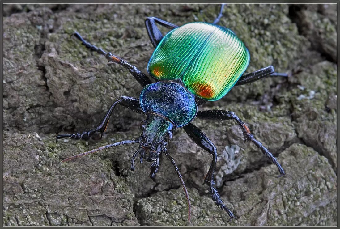 Жук красотел в какой природной. Жук пахучий красотел. Красотел пахучий (Calosoma sycophanta). Жук жужелица. Жук красотел личинка.