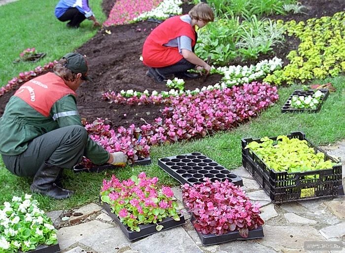 сажают цветы в городе. рассада для клумб. выставка тюльпанов в аптекарском огороде 2022. московский сажать. сажать цветы.