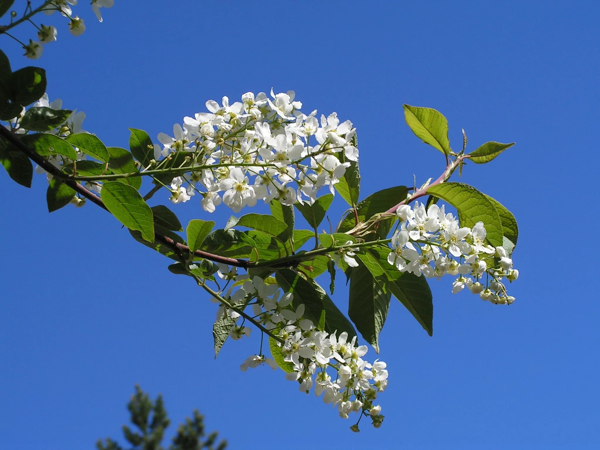 ветви черемухи. ветви черемухи. цветет черемуха цветы. черемуха. черемуха.