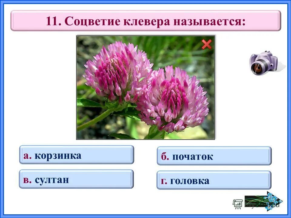 клевер сблизил листочки соцветия поникли