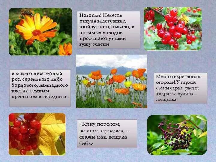 Писателя семёна ивановича шуртаков. Во саду ли в огороде девица гуляла текст. Во саду ли в огороде песня ноты. Обложка книги ода русскому огороду. Во саду ли в огороде песня ноты.
