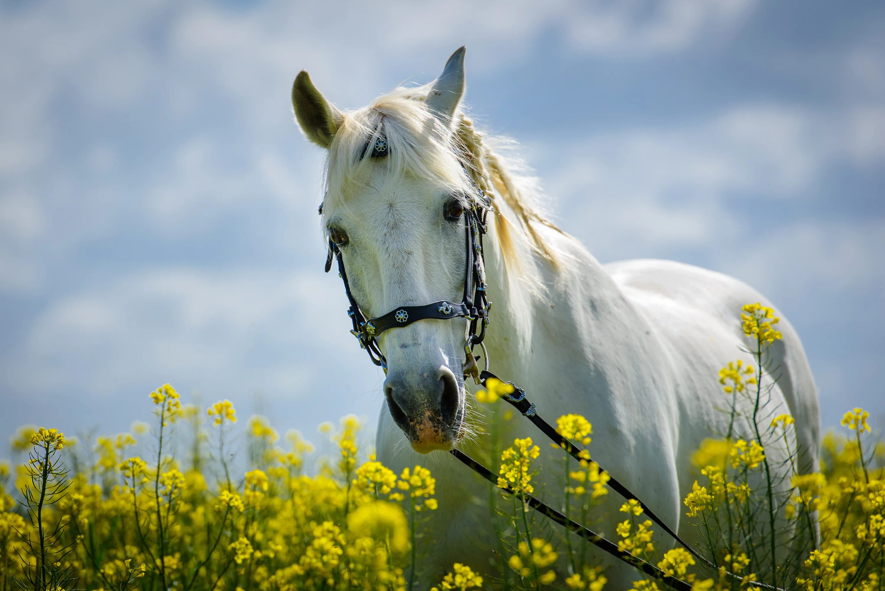 Картинки лошадей. Белый конь. Лошади фото красивые на рабочий стол. Красивые лошади на природе. Лошади на лугу.