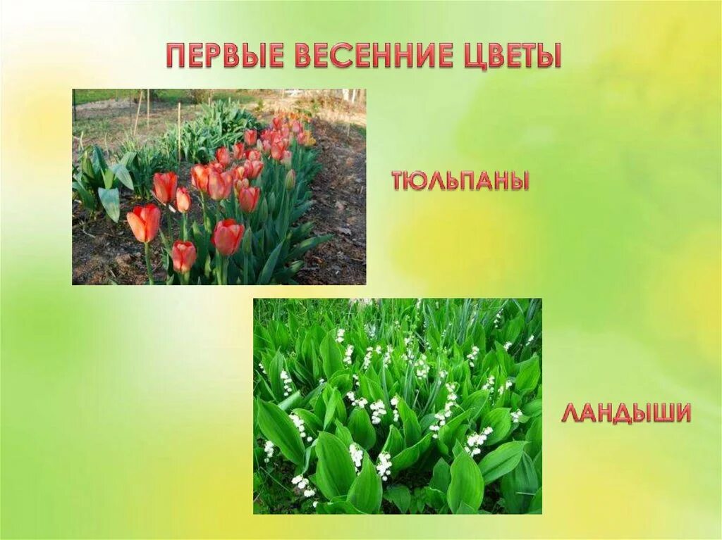 Весенние цветы 2 класс. Весенние цветы названия. растения весеннего цветника. растения весенних цветников и их названия. несколько растений весенних цветников названия.