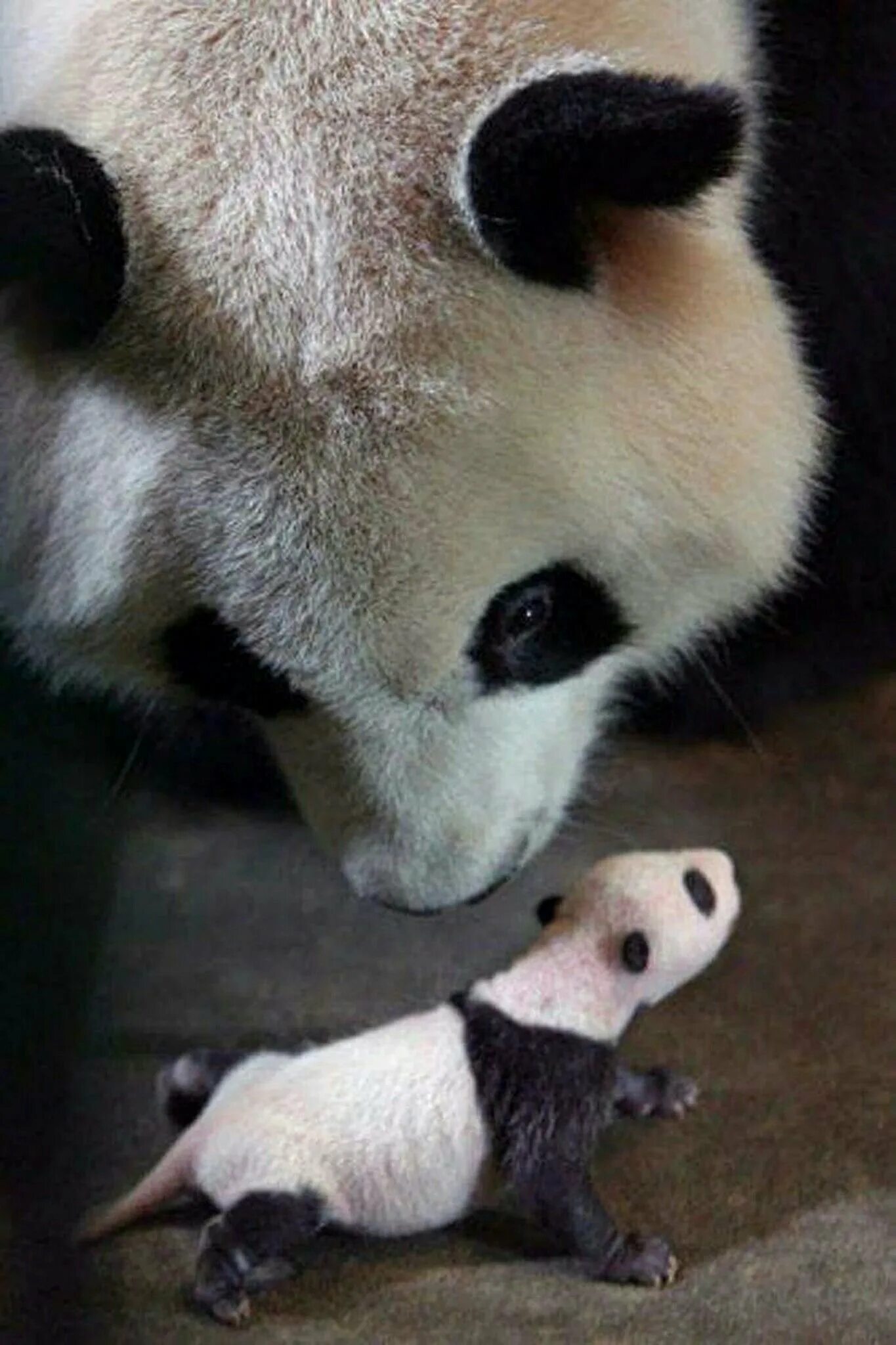 Панда сколько детенышей. Панда с детёнышем. Новорожденные панды. Рождение панды. Новорожденные панды фото.