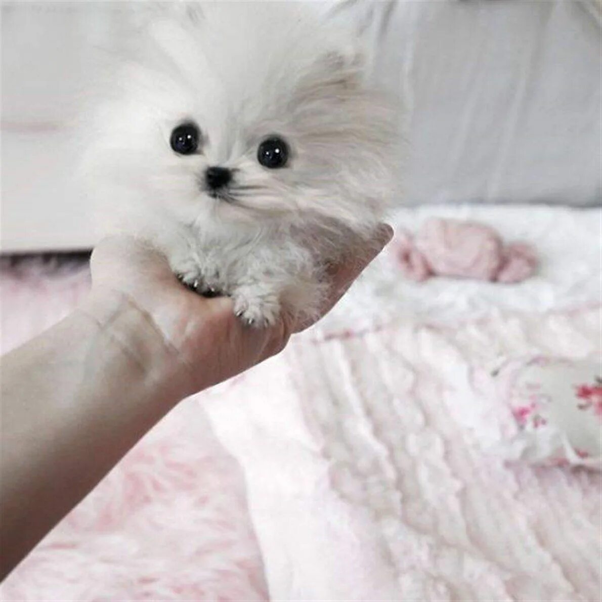 Что то милое. Китайская карманная собачка. Пушистые карманные собаки. Карманные собачки породы пушистые. Самые милые питомцы в мире.