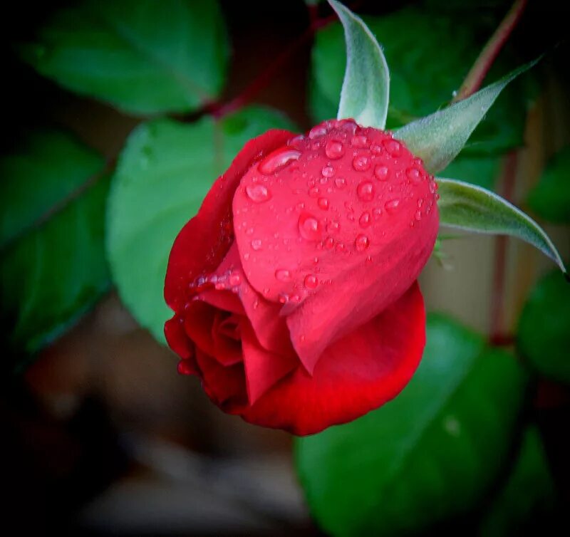 Красные бутоны 5. Красные бутоны 5. Красные бутоны 5. Фелипея красная бутоны. Цветок с красным бутоном.