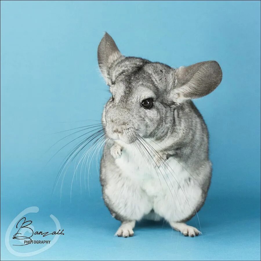 0,5 кг. Шиншилла грызун. Chinchilla 500. Зверюшки для шиншилл. Бенда шиншилла 500.