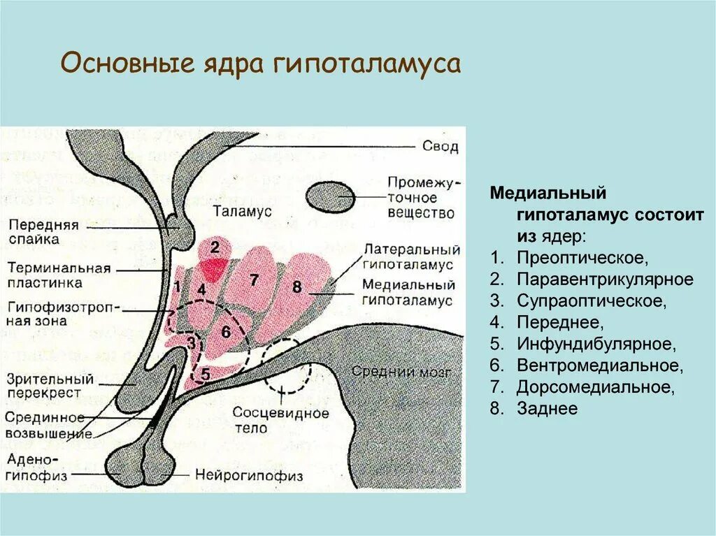 Схема расположения ядер гипоталамуса. Ядра гипоталамуса физиология. Ядра гипоталамуса схема анатомия. Гипоталамус строение схема.
