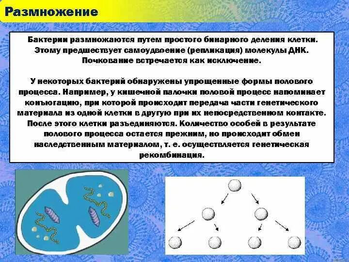 Размножение бактерий примеры. Деление бактерий спорами. Размножение бактерий. Бактерии размножаются делением клетки. Схема деления бактериальной клетки.