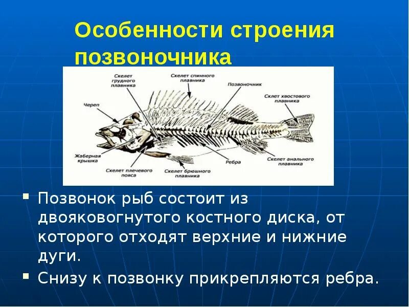 Скелет рыб 7 класс. Особенности строения позвоночных. Скелет позвоночных рыб. Особенности скелета рыб. Внутреннее строение позвоночных животных.