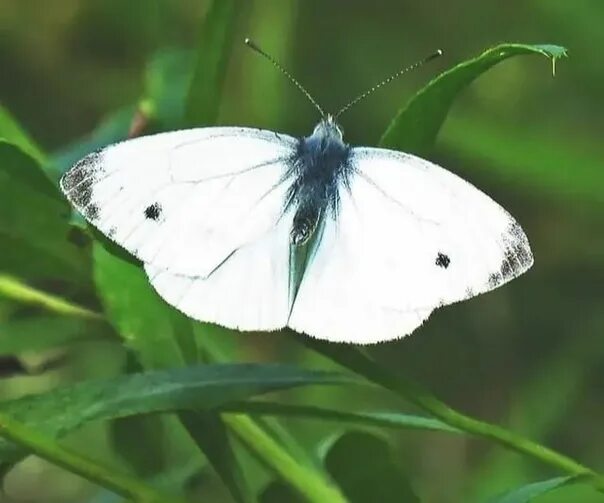 Как выглядят белые бабочки Edit free photo of White butterfly,butterfly,white butterfly,free pictures, free