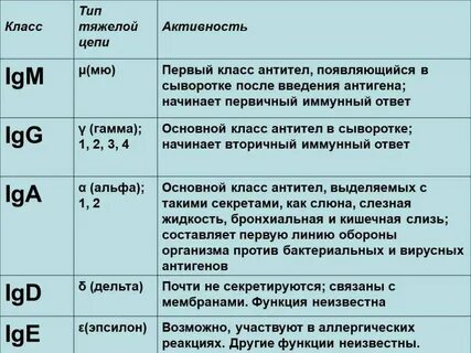 Антитела g и m чем отличаются