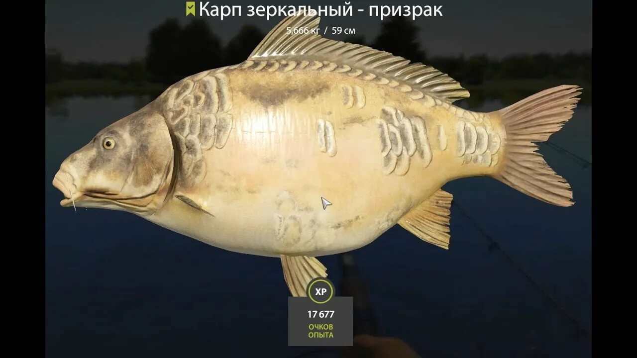 Карп зеркальный рр4 комариное. Трофейные карпы рр4. Карп зеркальный призрак. Карп зеркальный на комарином в рр4. Карп чешуйчатый рр4.
