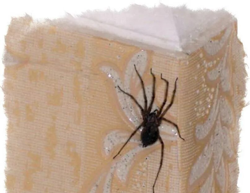 Почему появляются пауки. Пауки в квартире. Большие пауки в доме. Домашние пауки в квартире. Огромный паук в квартире.