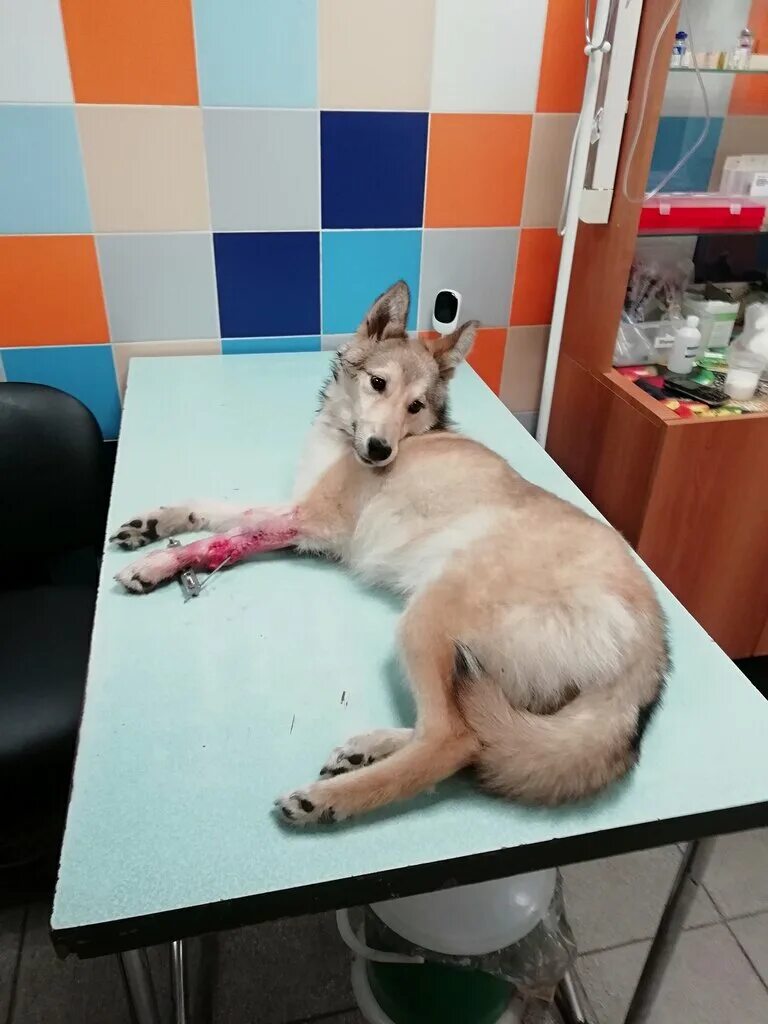 белый клык ветклиника крылатское. ветклиника на ангарской улице москва. белый клык ветклиника отзывы. митинская 55 белый клык. белый клык строгино ветеринарная.