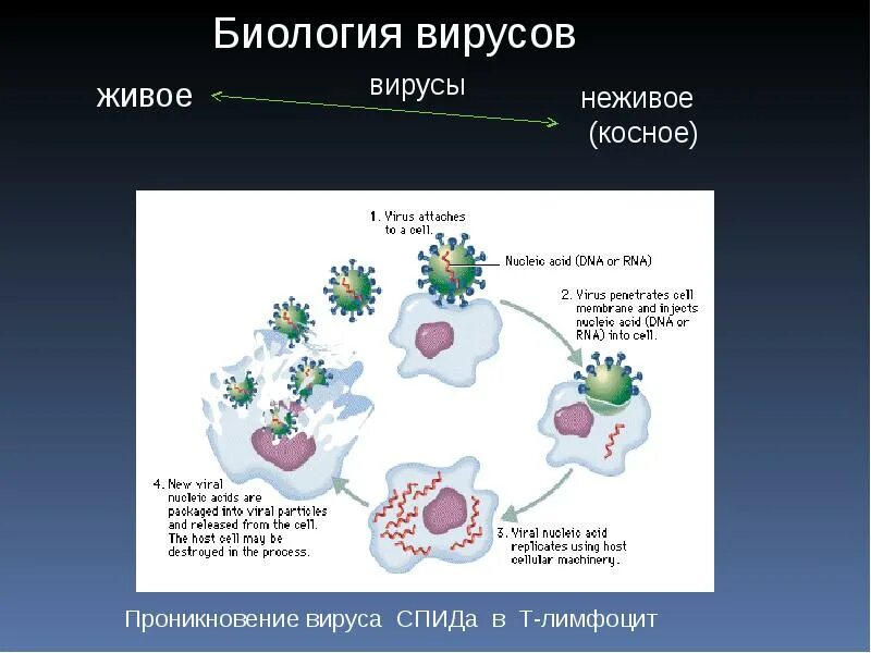 Вирусы биология. Вирусы презентация. Виды вирусов в биологии. Вирусы биология 10 класс.