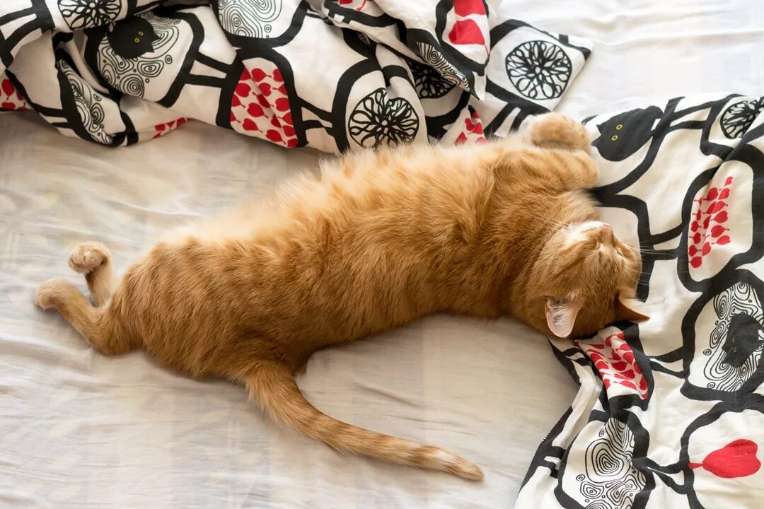 Кот брайана мапса. Тигра кот брайана. кот тигра брайан мапс. лежаций тигра брайн мапс. тигра брайан мапс лежит.
