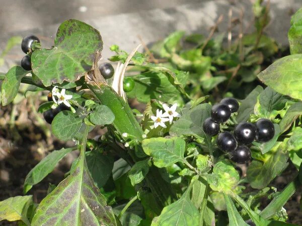 Паслён чёрный. Агроткань застилочная. Паслен дикий. Сорняков черный. Паслен ядовитое растение.