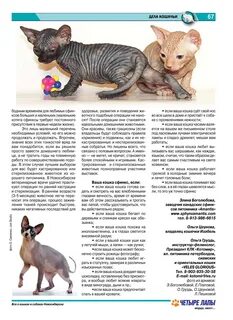 Котятам сфинкса месяц чем кормить
