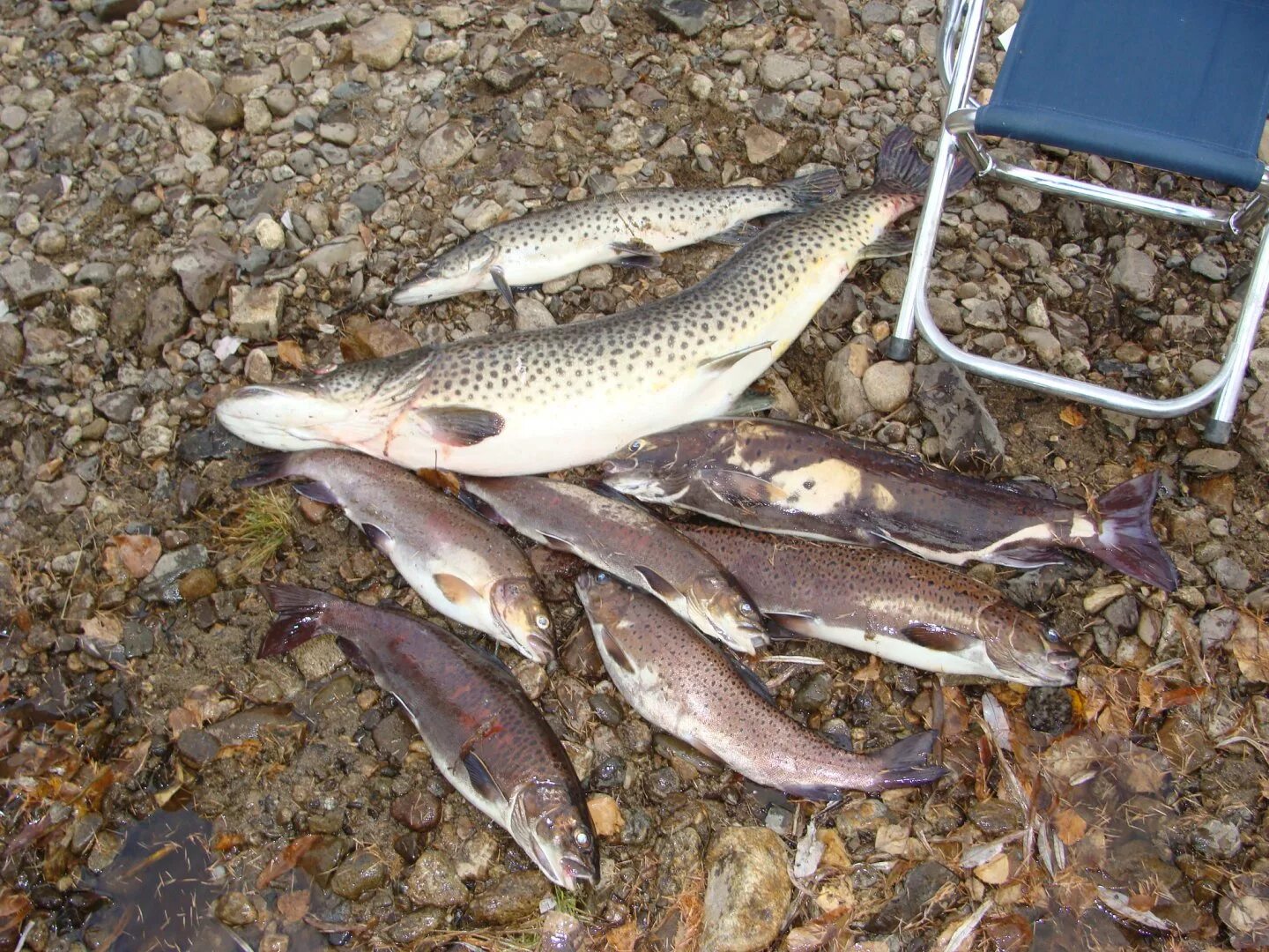Хариус рыба. Рыбы красноярского края фото. Боганидский голец. Ленок байкальский. Рыбы красноярского края фото.