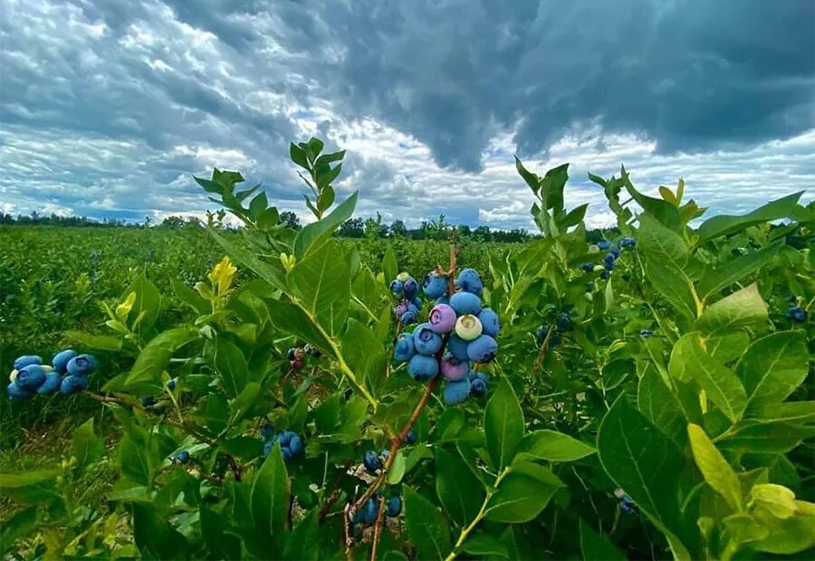 Где растет голубика в россии в каких. Голубика Сибирская. Голубика Blueberry Farm. Голубиковые Мари в Забайкалье. Плантации черники Сербия.