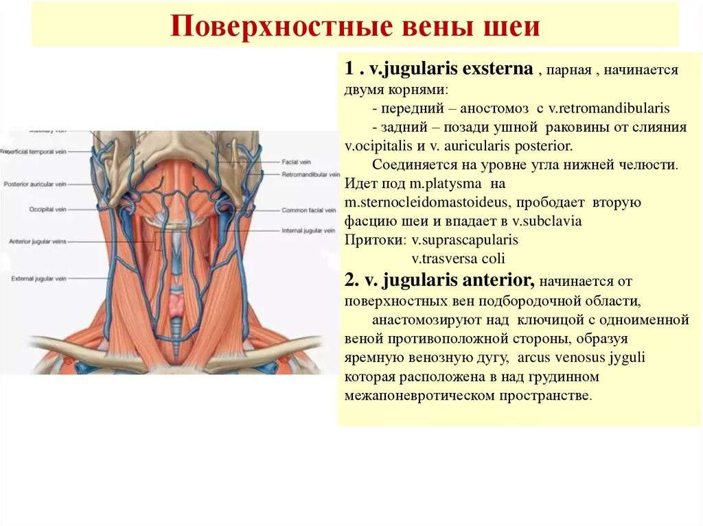 Яремная артерия где находится. Наружная яремная Вена анатомия топография. Строение сосудов шеи сбоку. Анатомия венозной системы шеи. Поверхностная шейная Вена.