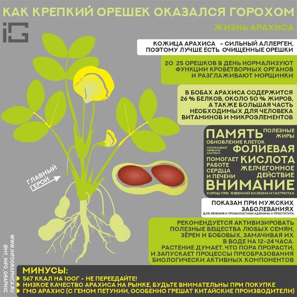 Арахис орехи польза и вред для организма. Чем полезен арахис для организма человека. Польза орехов. Арахис орехи польза и вред для организма. Для чего полезен арахис.