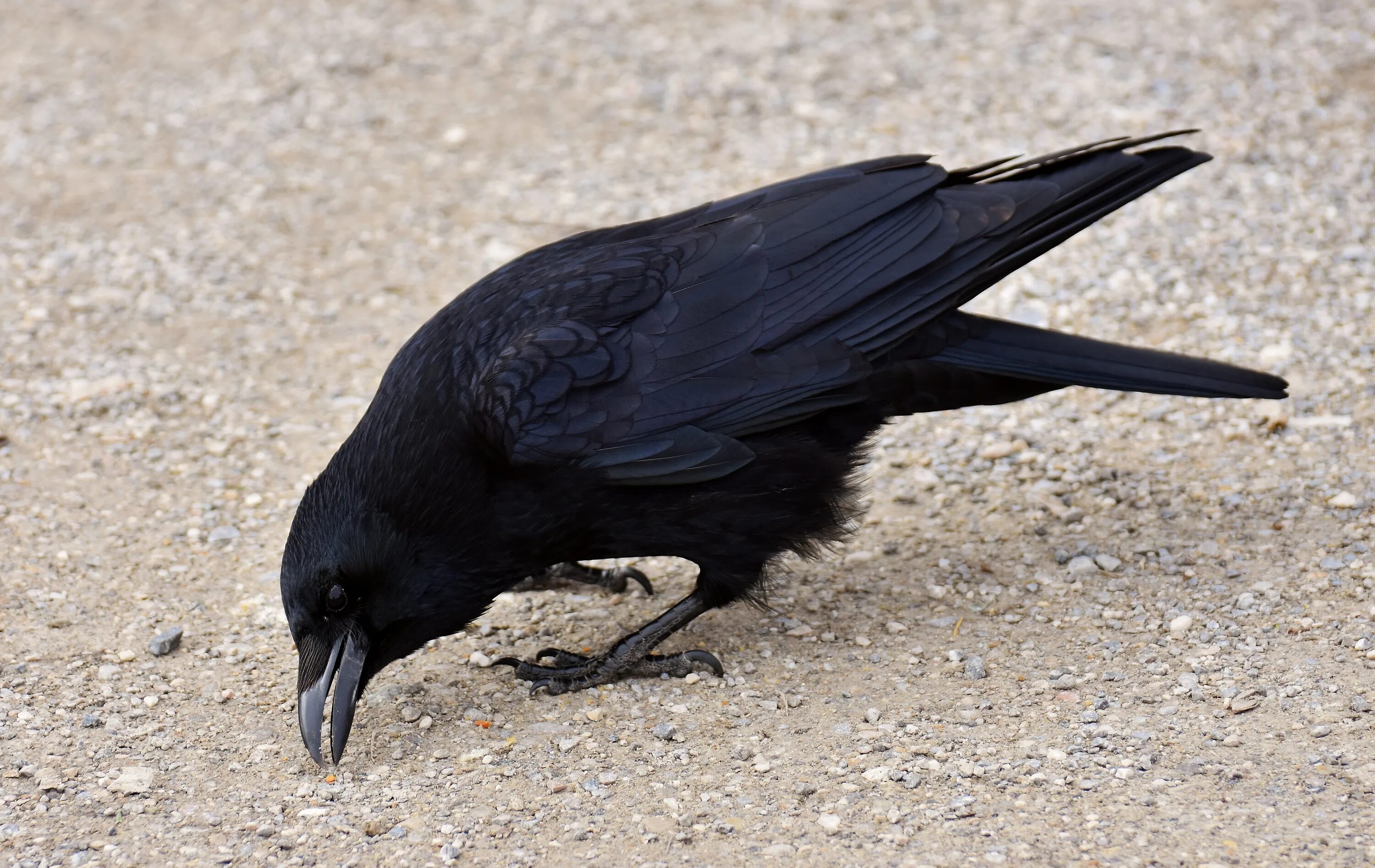 Королевский ворон Коракс. Ворон обыкновенный. Чёрная ворона. Обыкновенный ворон птица.