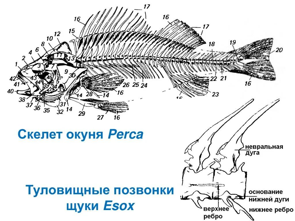 Скелет костистой рыбы окуня. Строение скелета речного окуня. Осевой скелет речного окуня. Строение позвонков костистой рыбы.