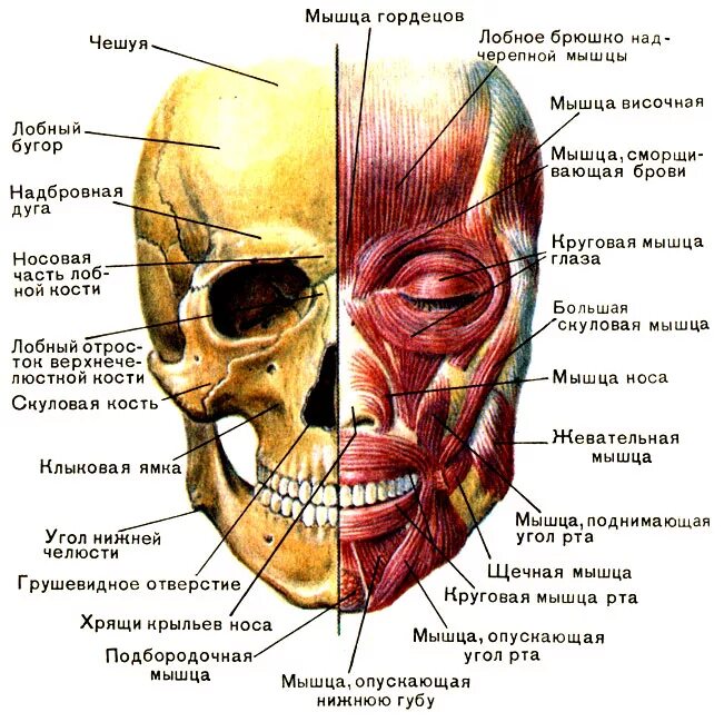 Название лбов. Мимические и жевательные мышцы анатомия человека. Мышцы лица и шеи их функции анатомия. Строение черепа и мышц головы человека.