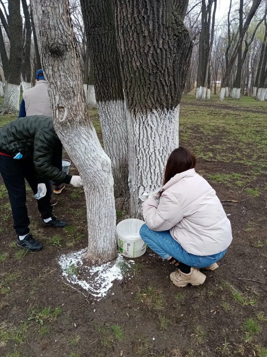 Побелка деревьев в саду весной. Побелка деревьев. Белить деревья. Побелка деревьев осенью. Побелка дерева в парке.