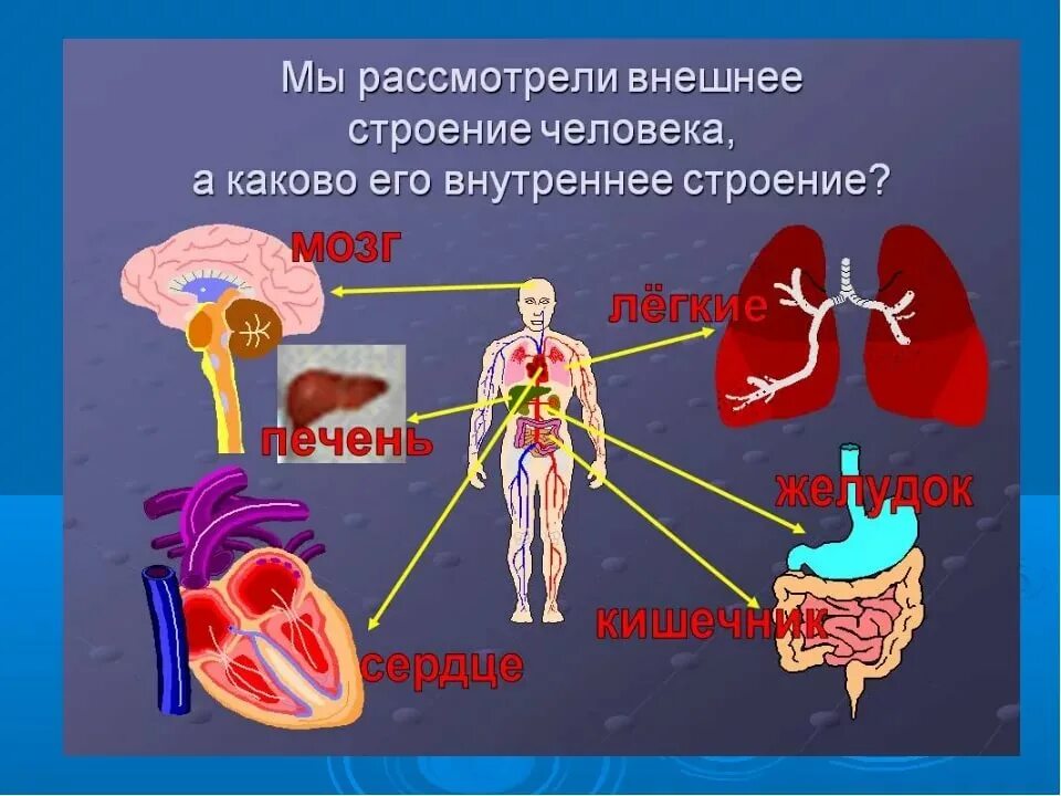 Структура органов человека. Строение человека. Строение тела человека. Внутреннее строение челове. Внутреннеестроениее человека.