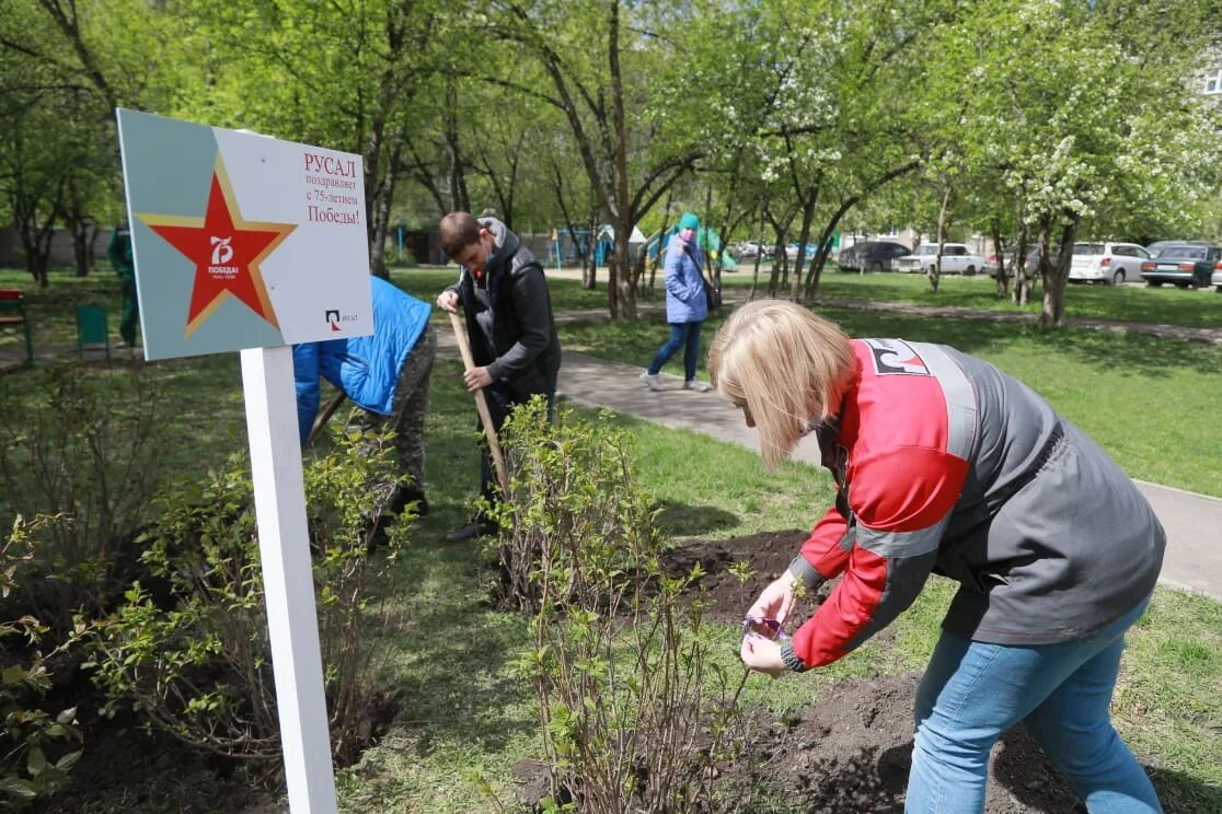 Дерево Победы»-посадка деревьев с ветеранами тыла,. Занять победное место. Посадка деревьев ветеранами 9 мая афиша. Посадка деревьев к 9 мая. 9 мая красноярский край