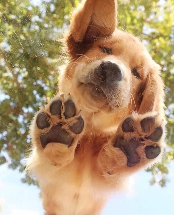 Прикольные животные. Фотограф герт вегген белка. Веселые животные. Красивые зверята. Позитивного дня с животными лето.