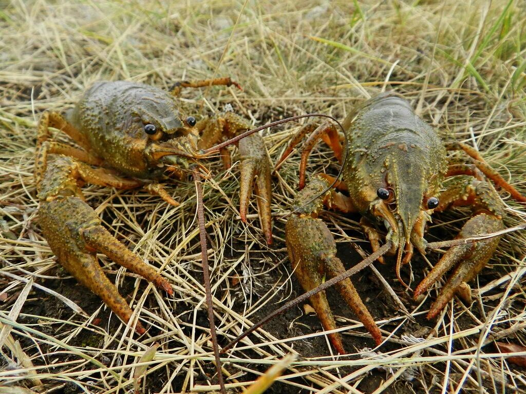 Ракообразные. Рачок пресноводный для ловли рыбы. Водятся ли раки в реке. Речной рачок для рыбалки. Речные обитатели.