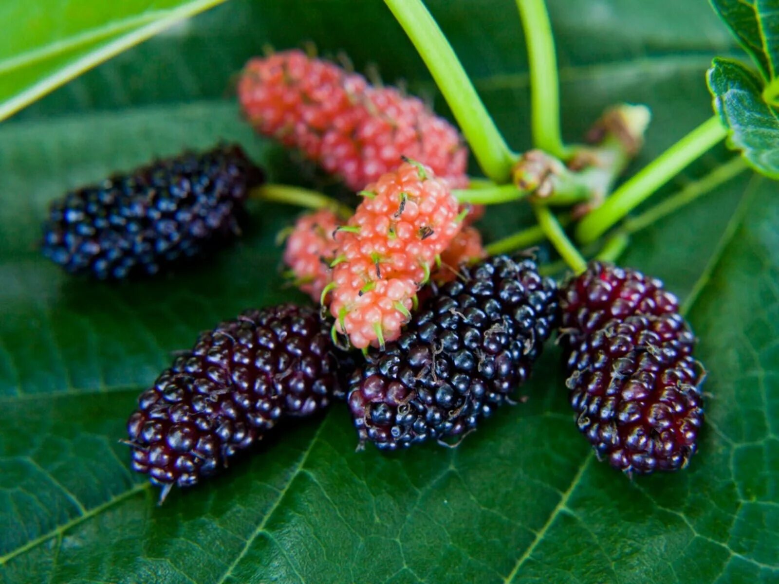 Ягоды похожие на ежевику растут на дереве. Mulberry шелковица. Тутовник шелковица. Шелковица тутовое дерево. Шелковица белая.