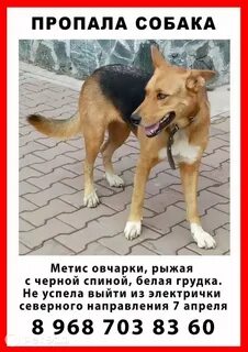 Исчезла собака
