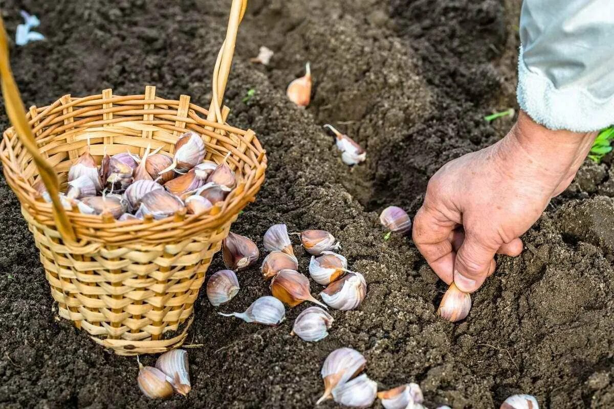 Можно ли сажать чеснок на грядки. Всходы озимого чеснока. Чеснок в огороде. Посадка чеснока. Посадка озимого чеснока осенью.