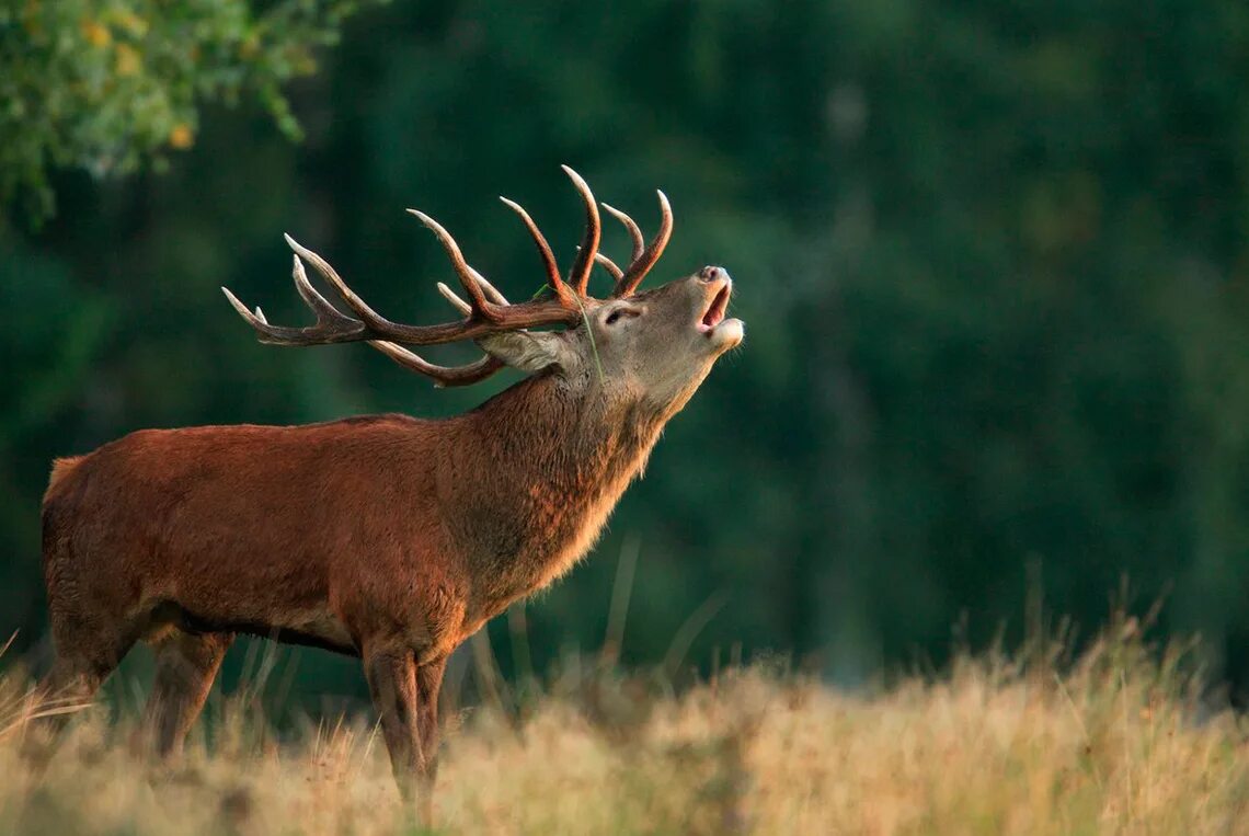 сибирский олень марал. маралы горный алтай. благородный олень марал. благородный олень рогач. благородный олень изюбрь.