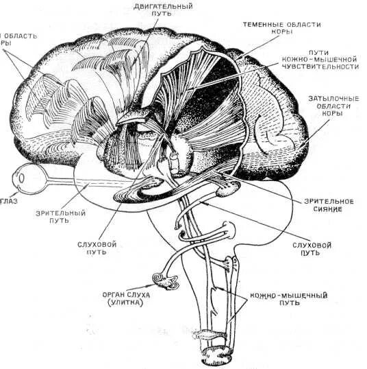 Проводящие волокна мозга. Схема речевого анализатора. Проводящие пути головного мозга анатомия. Проводящие пути головного мозга анатомия схема. Проводящие пути центрального речевого аппарата.