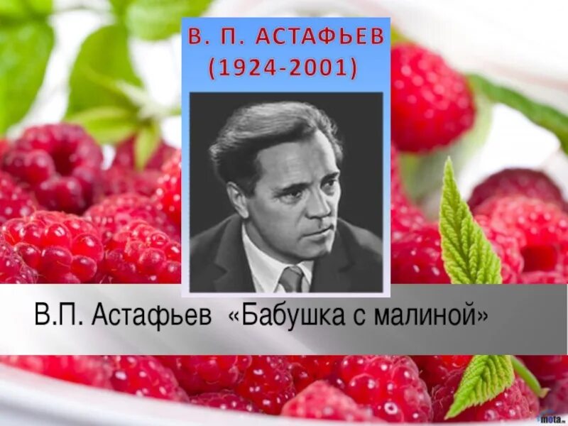 Бабушка с малиной читать полностью. Бабушка с малиной Астафьев. В П Астафьев бабушка с малиной. Рассказ Астафьева бабушка с малиной. Рассказ бабушка с малиной Астафьев.