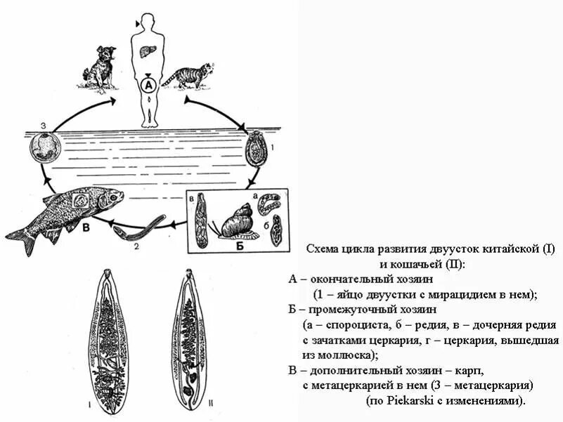 Кошачья двуустка жизненный цикл промежуточный хозяин. Схема развития кошачьего сосальщика. Жизненный цикл кошачьей двуустки схема. Жизненный цикл кошачьего сосальщика.