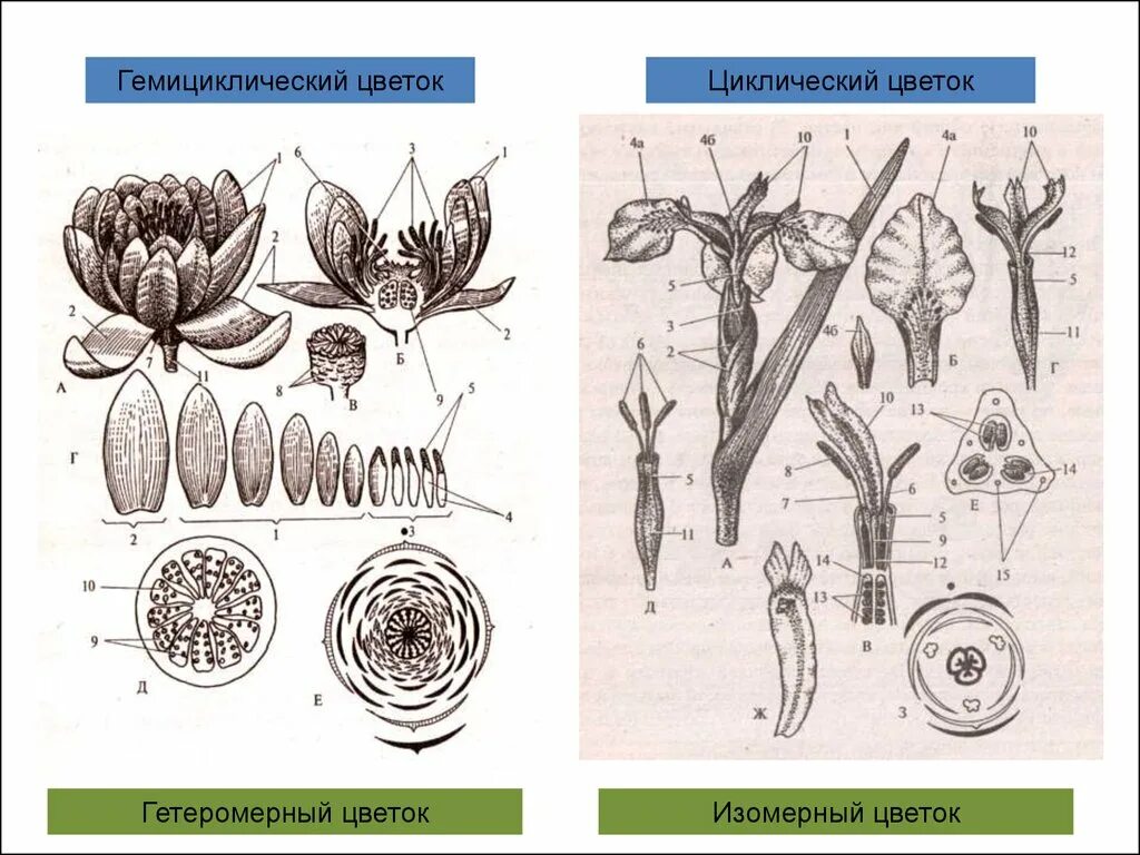 Циклические ациклические и гемициклические цветки. Диаграмма цветка голосеменных. ГЕМИЦИКЛИЧЕСКИЙ цветок. Диаграмма цветка голосеменных растений.